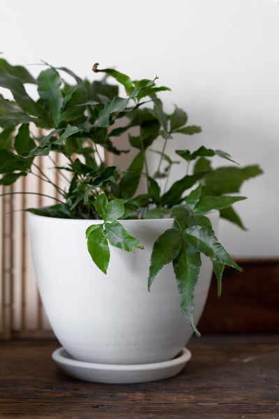 Conical Planter + Saucer / Matte White